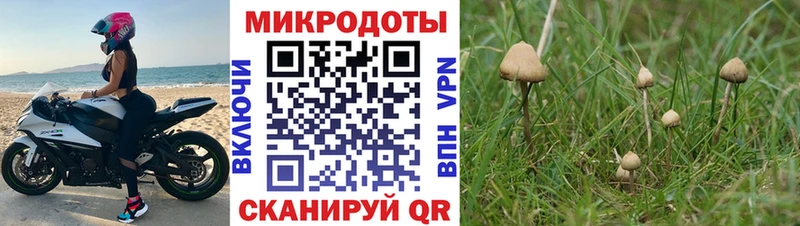 Купить закладки  Алзамай  Галлюциногенные грибы Psilocybe 